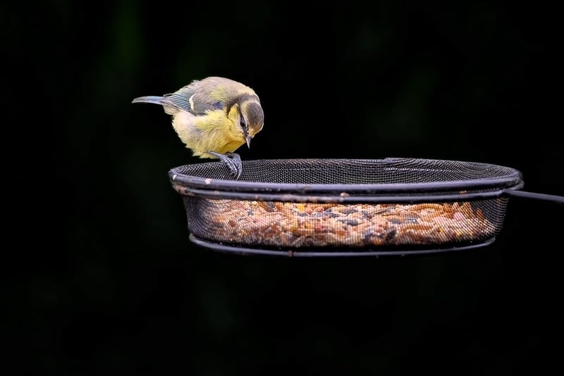 DIY bird feeder